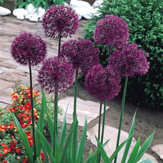 Allium Purple Sensation