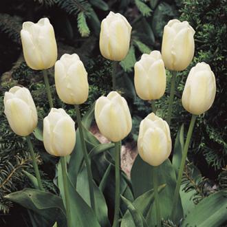 Tulip Alabaster Cream