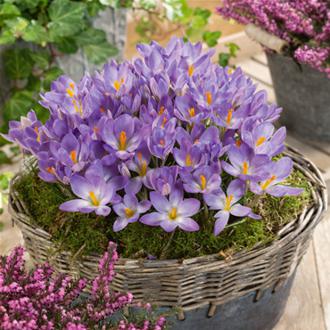 Crocus Chrysanthus