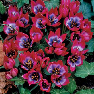 Little Beauty Tulips