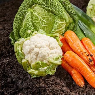 ProBlend Vegetable & Fruit Topsoil