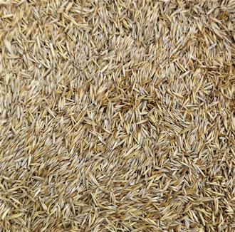 Ornamental Lawn Grass Seed