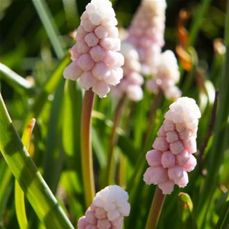 Muscari Pink Sunrise