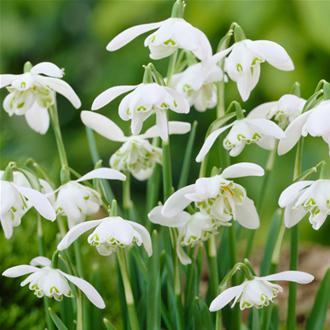 Snowdrops